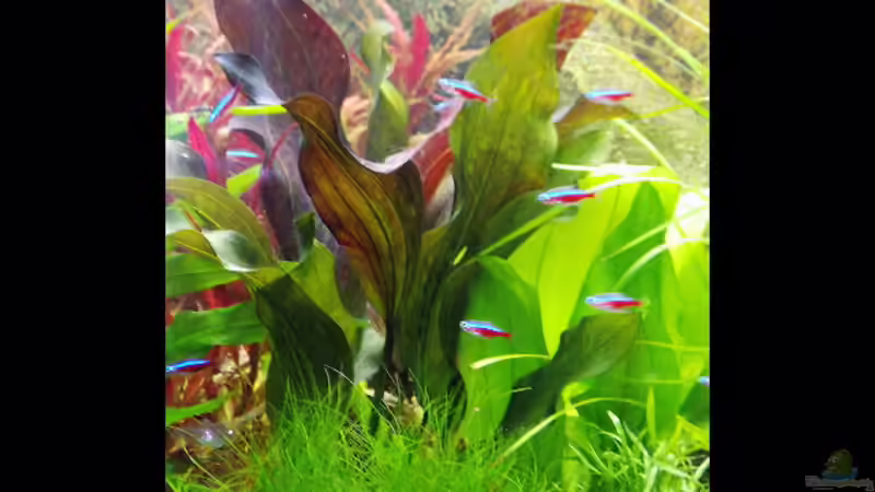 Echinodorus Paul Klöcker von H.T. (8)