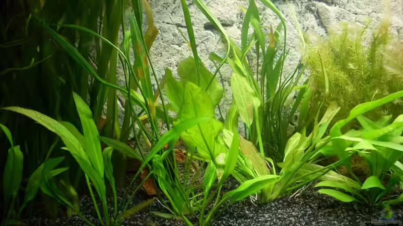 Echinodorus ´Python´ von K@i (7)