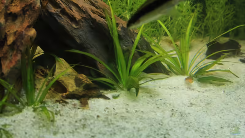 Echinodorus quadricostatus von David B (18)