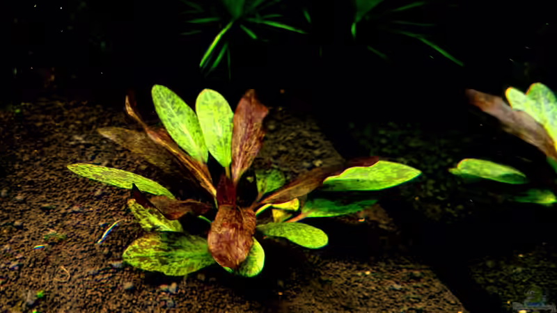 Echinodorus ´Rainers Kitty´ von Comander (9)