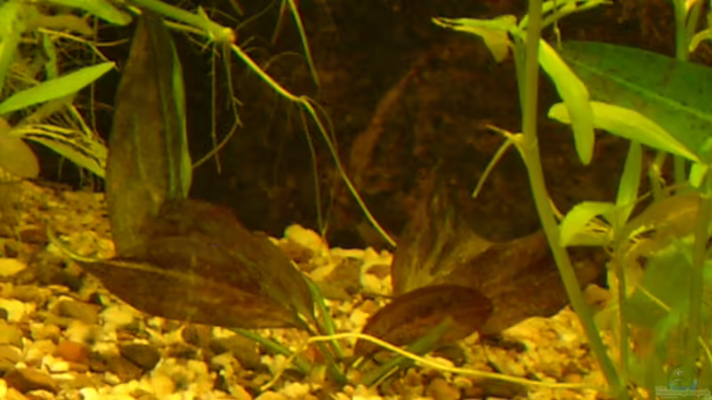 Echinodorus Rainers Kitty von Wasserwelt (21)