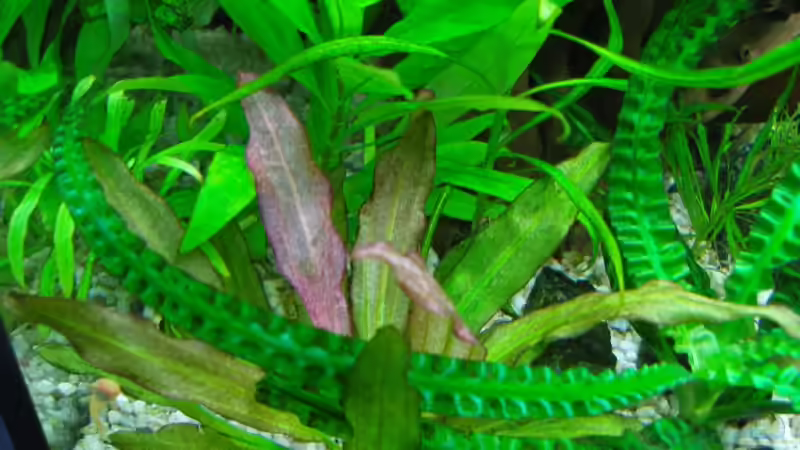 Echinodorus Red Diamond von Aquarienfreund44 (10)