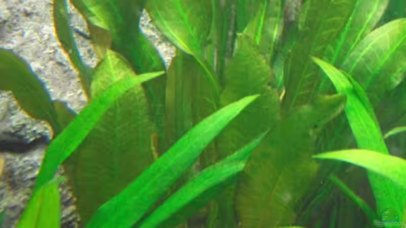 Echinodorus red flame, altes Bild von Romer (6)