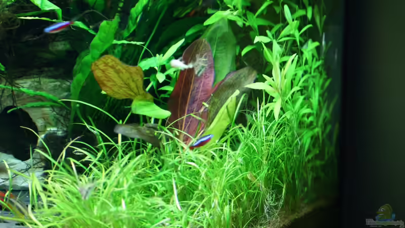 Echinodorus ´Red Flame´ am 11.09.11 von Christian Grunwald (26)