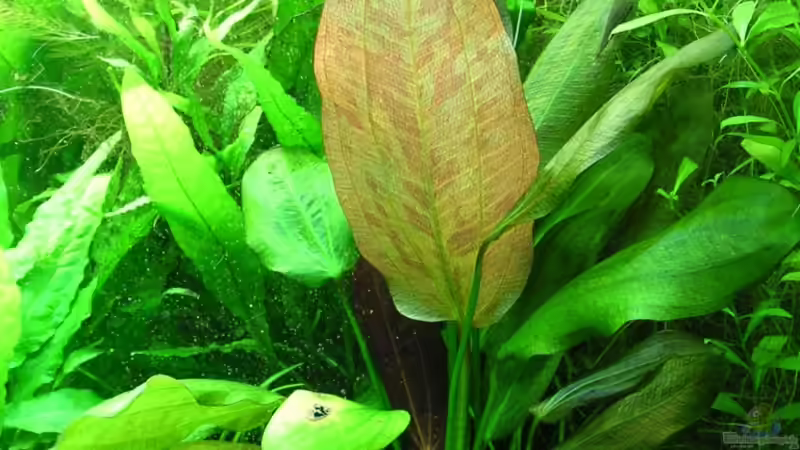 Echinodorus ´Red Flame´ am 27.11.2011 von Christian Grunwald (25)