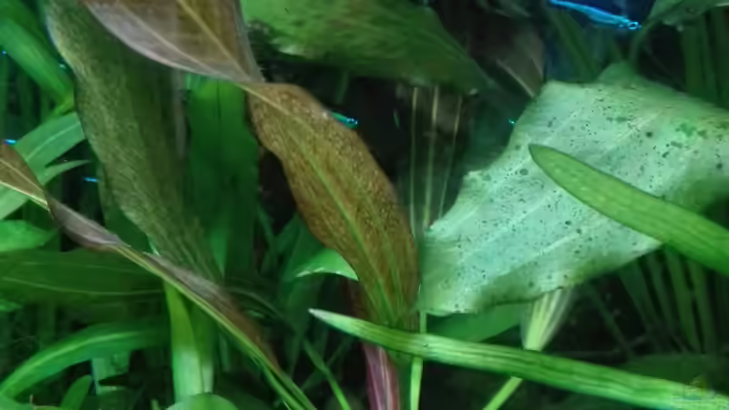 Echinodorus ´Red Flame´ von Lance Hardwood (13)