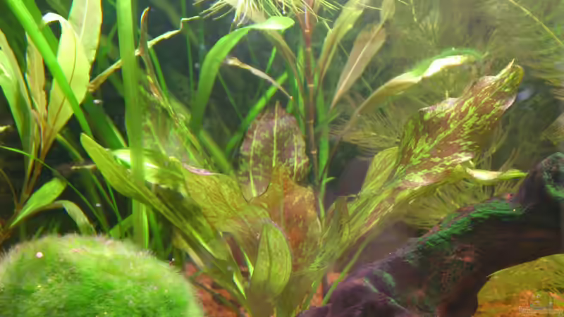 Echinodorus Red Flame von Stephan Groß (6)