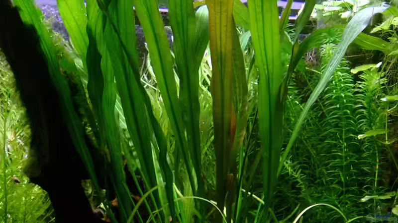 Echinodorus Red Rubin- Amazonasschwertpflanze von Piscis (5)