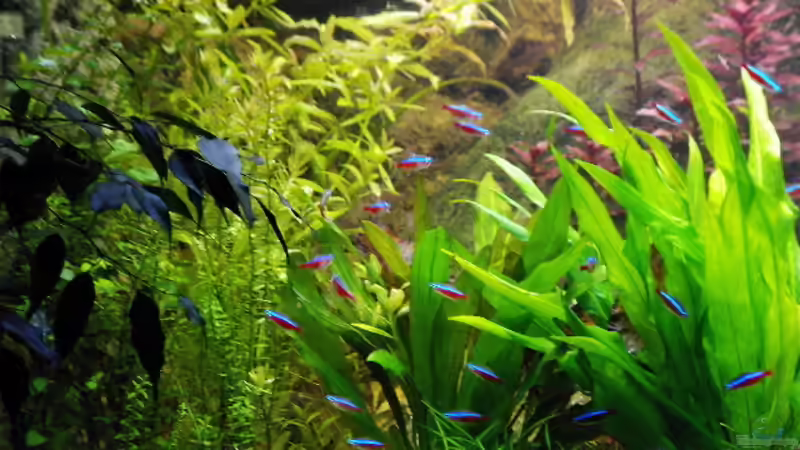 Echinodorus Red Rubin  von H.T. (13)