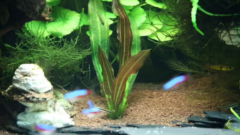 Echinodorus ´Red Rubin´ nach Kahlschnitt (11.09.11) von Christian Grunwald (28)