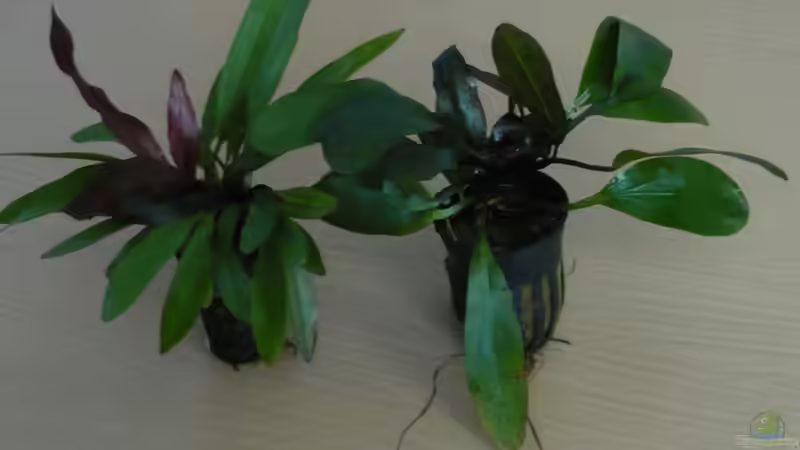 Echinodorus ´Red Rubin´ und ´Red Flame´ von Wels (13)