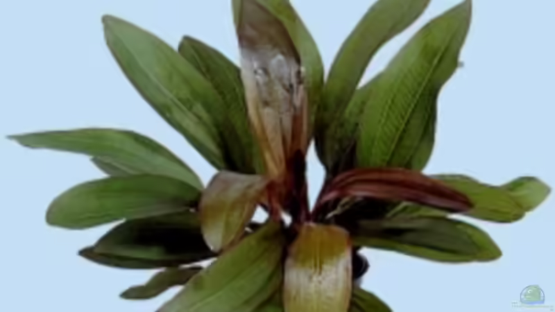 Echinodorus Red rubin von Beat Affolter (12)