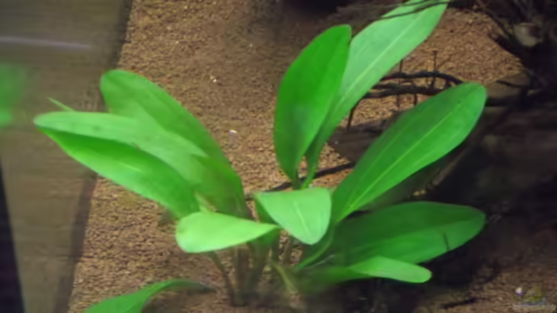Echinodorus ´red rubin´ von Dr. Manhattan (14)