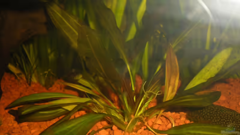 Echinodorus Red Rubin von Stefan Kinter (7)