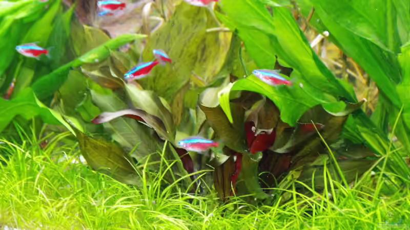 Echinodorus Regine Hildebrandt von H.T. (10)