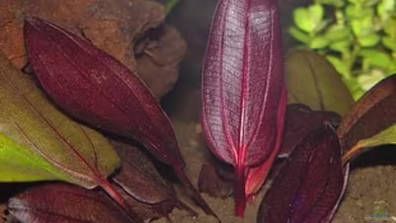 Echinodorus Regine Hildebrandt von Harald Charzinski (16)