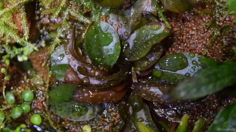 Echinodorus Reni emers von Junglist (59)