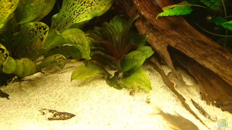 Echinodorus reni (januar 2016) von Wolly (22)