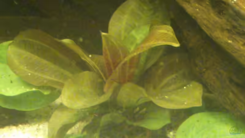 Echinodorus reni (September 2015) von Wolly (21)