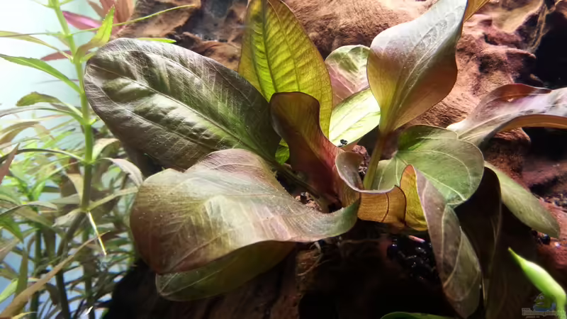 Echinodorus ´Reni´ von GIDDI (9)