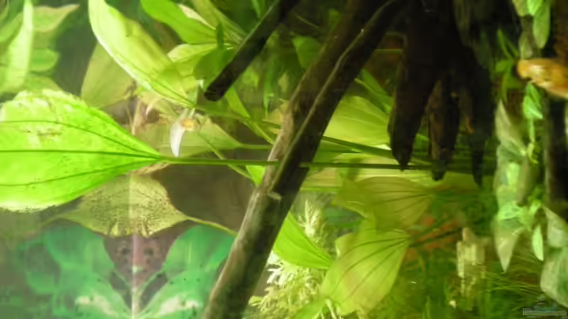 Echinodorus rigidifolius von Meli (6)