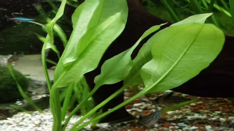 Echinodorus rigidifolius von Thomas Rengier (11)