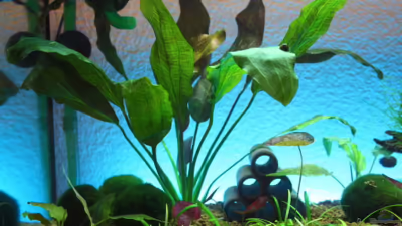 Echinodorus Rose hinten links von Flo-1990 (3)