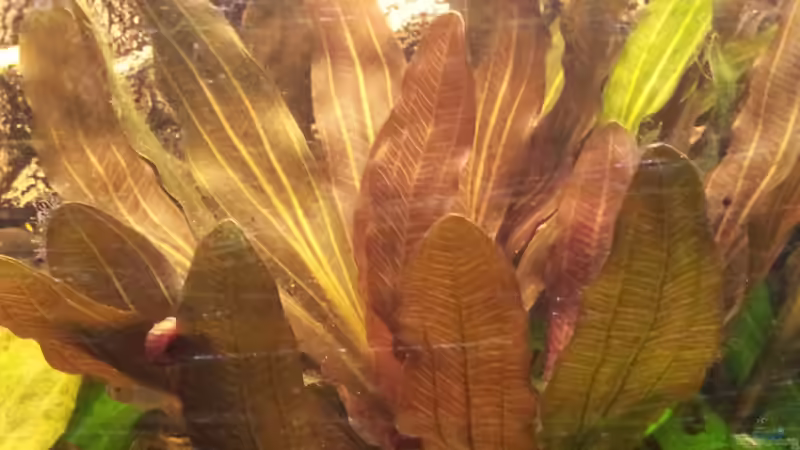 echinodorus rose von Andreas Trunk (13)