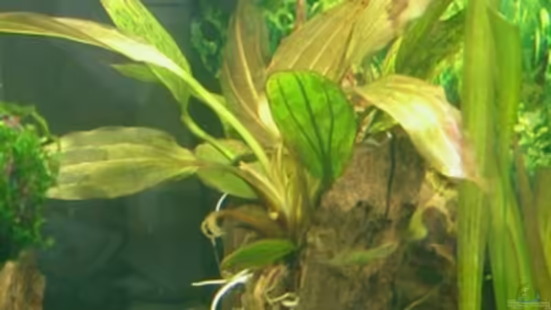 Echinodorus Rosé von Harald Charzinski (19)