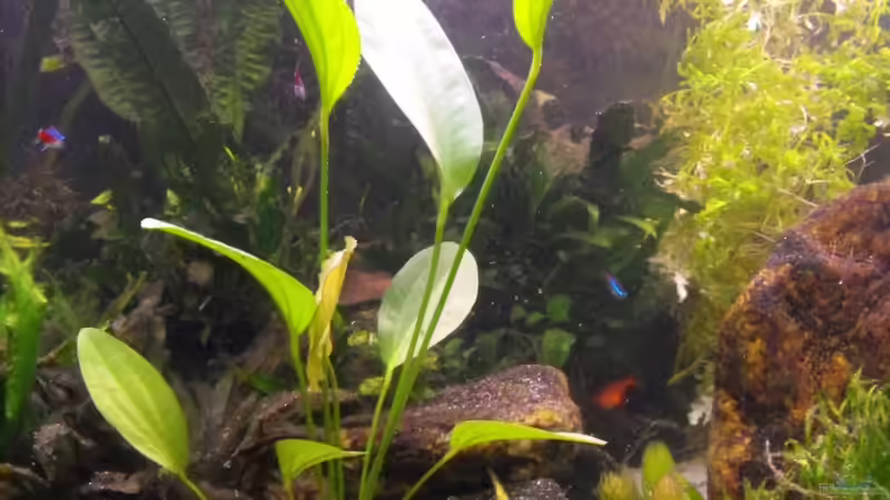 Echinodorus rosé von Pebas/Peter (4)