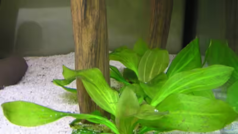 Echinodorus Rose von PirnaerAquarianer (3)