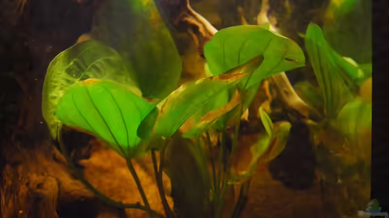 Echinodorus Roter Dschungelstar von matthiasm (17)