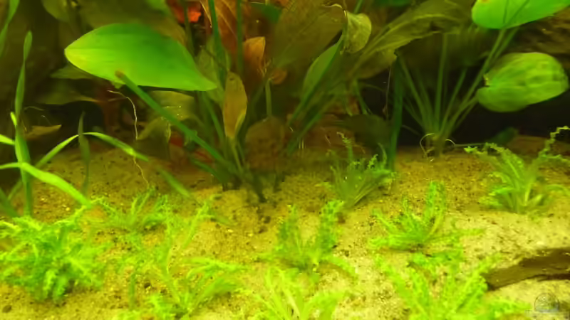 Echinodorus ´Roter Leopard´  und pogostemon helferi von Cpt Frischgemüse (4)