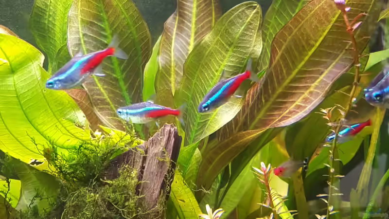 Echinodorus Roter Oktober  von Mel (22)