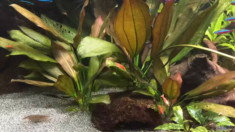 Echinodorus Roter Oktober von Danny (27)