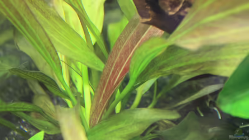 Echinodorus Roter Oktober von Pfennigkraut (11)