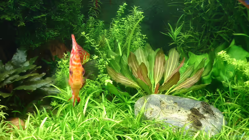 Echinodorus Rubin, Sagitaria repens oder subulata ? von Grünhexe (43)