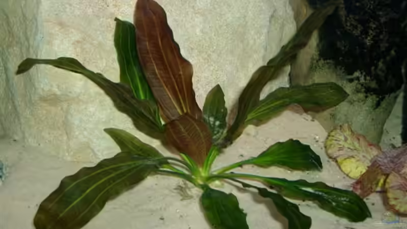 Echinodorus Rubin  von Mikey (4)