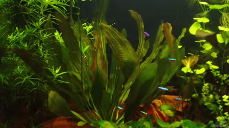 Echinodorus Rubin von Reinhard (6)