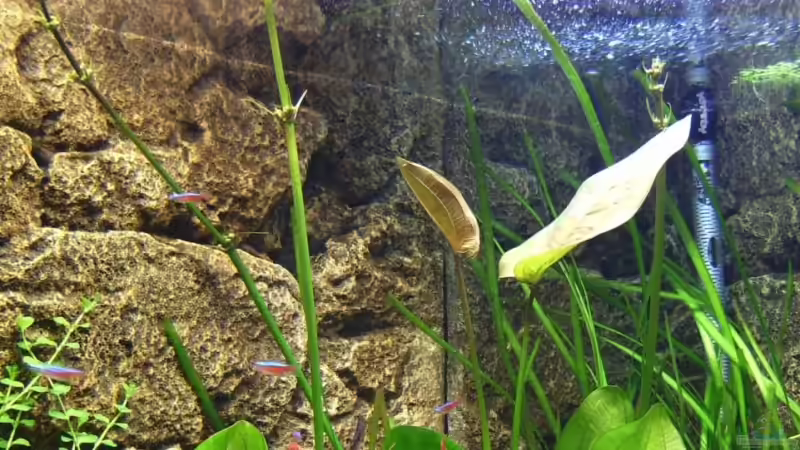 Echinodorus schlueteri (Schlüter`s Froschlöffel) von Tiberius (13)