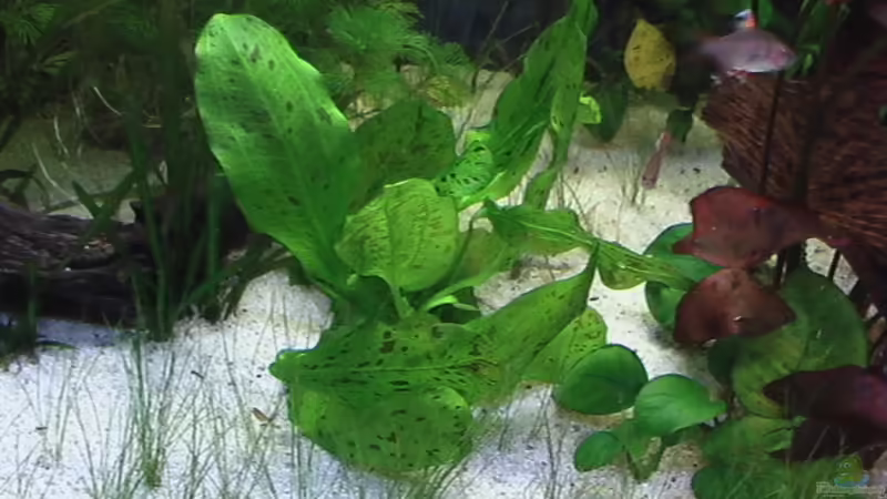 Echinodorus schlueteri von Marcus Heiser (8)