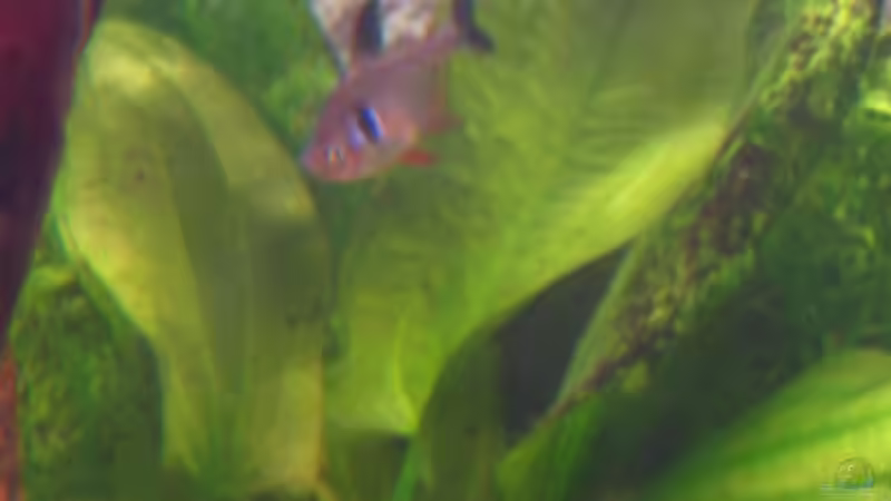 Echinodorus schlueteri von Monika Maier (12)