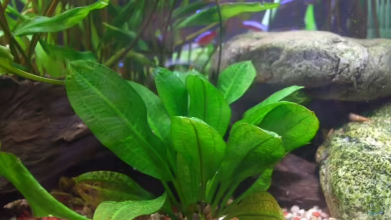 Echinodorus schlueteri von Stefan Hartl (2)