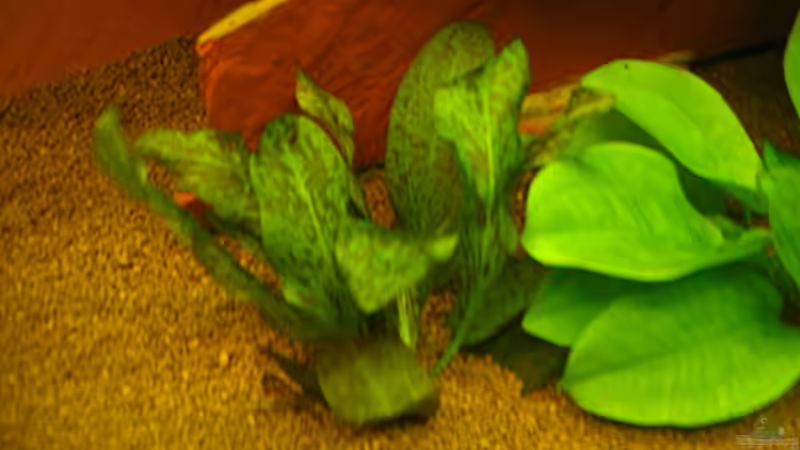 Echinodorus schlueteri im Aquarium pflegen (Einrichtungsbeispiele für Schlüters Schwertpflanze)