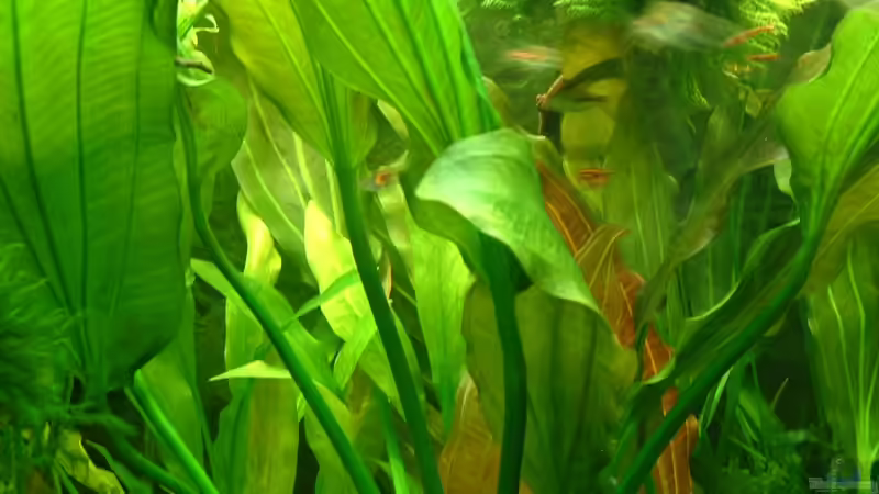 Echinodorus sie wächst und wächst... von Herzilein (21)