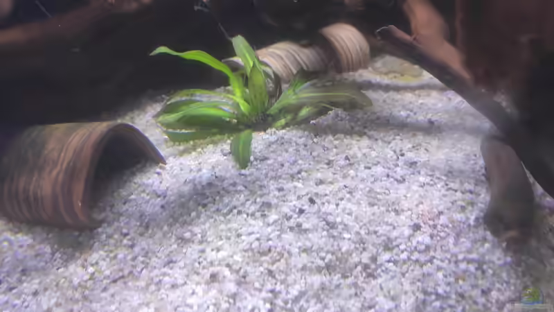 Echinodorus spec von Max Wolf (7)