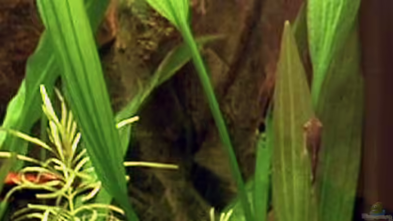 Echinodorus subalatus von Oliver Altorfer (8)