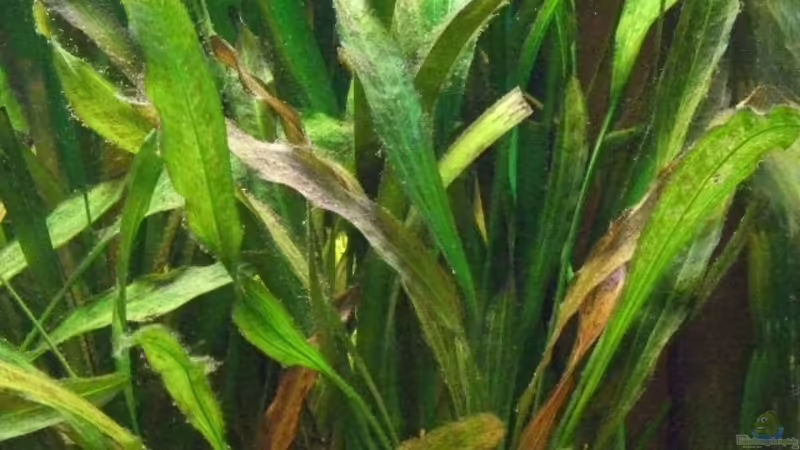 Echinodorus subulata Lucanas von Udo Müller (12)