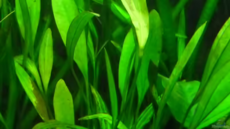 Echinodorus ´Subulatus Lucanas´ von Ruppinho (12)
