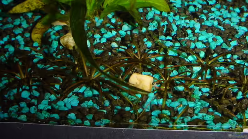 Echinodorus tellenus auf Wanderschaft von Sabine Stark (11)